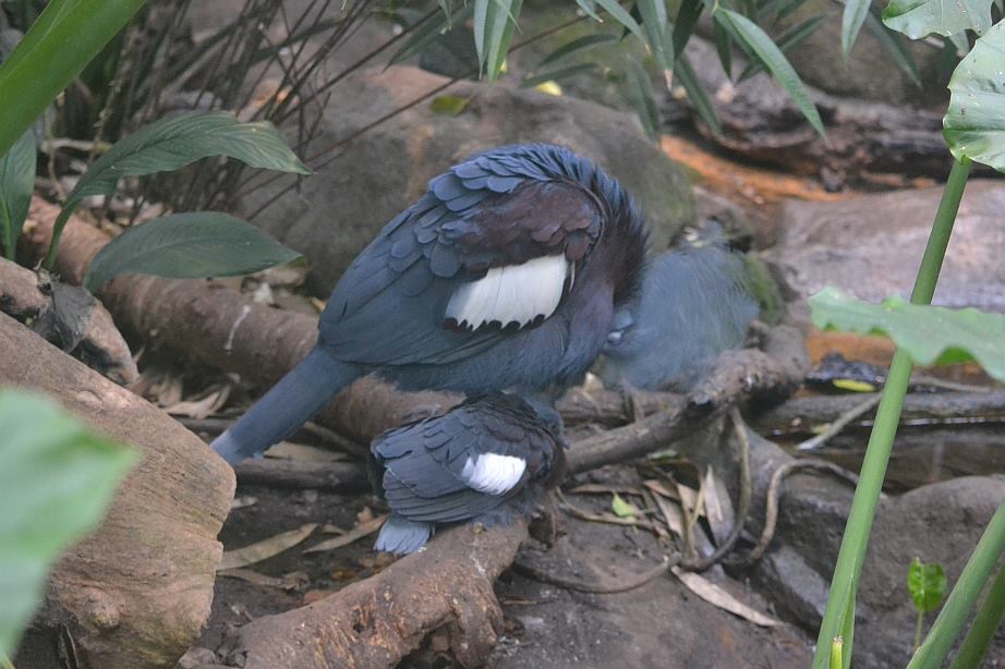 Winter day in Copenhagen Zoo, January 6th 2016