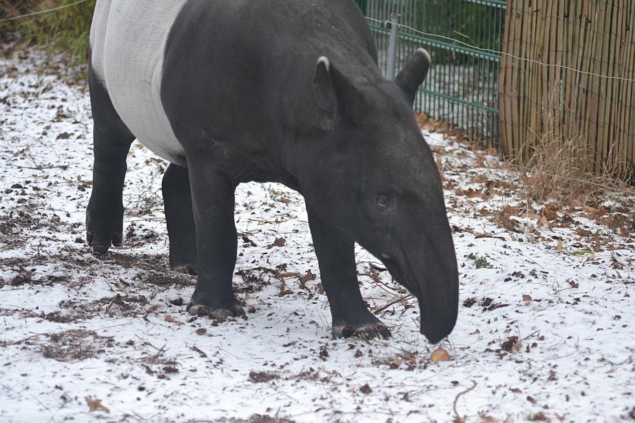 Winter day in Copenhagen Zoo, January 6th 2016