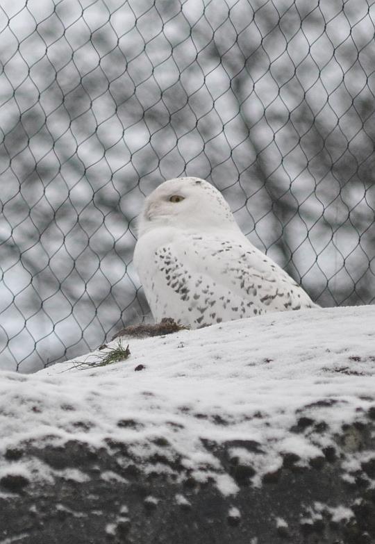 Winter day in Copenhagen Zoo, January 6th 2016