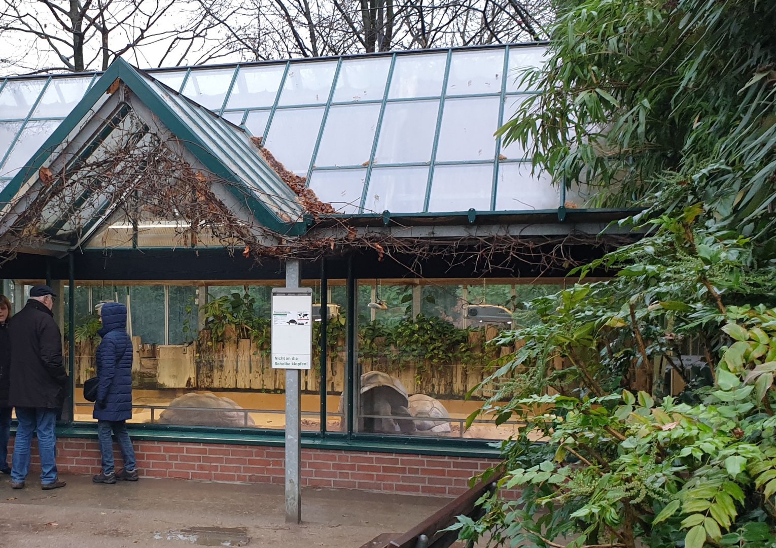 Winter-enclosure Aldabra giant tortoise