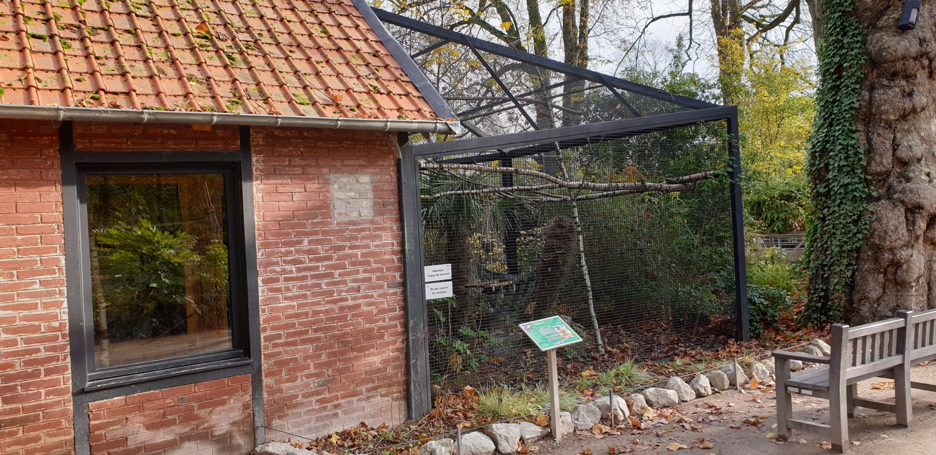 Winter-enclosure Squirrel monkeys