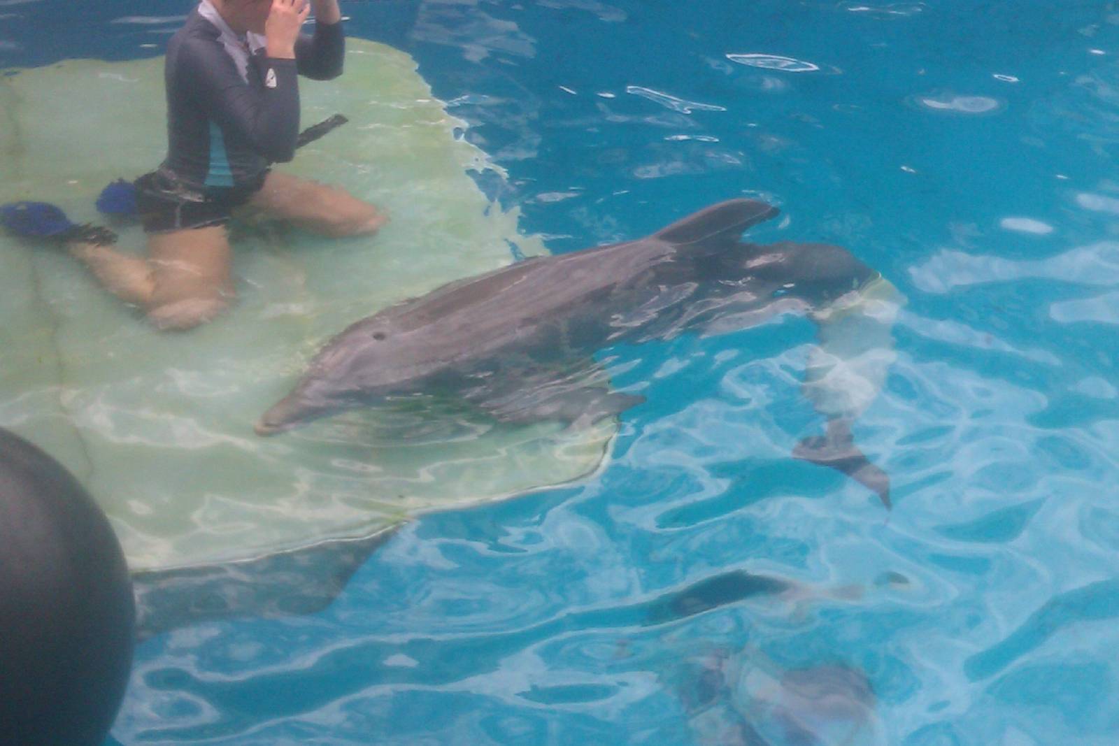 Winter from DolphinTale