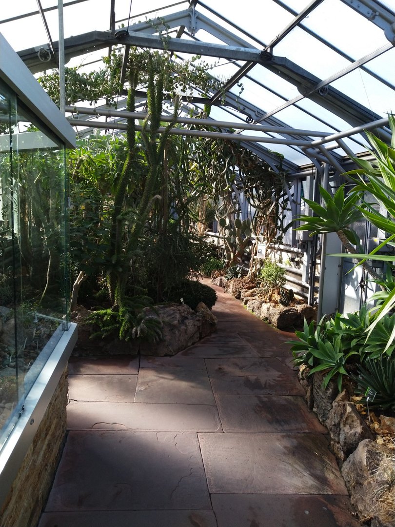 Winter garden - Cacti garden