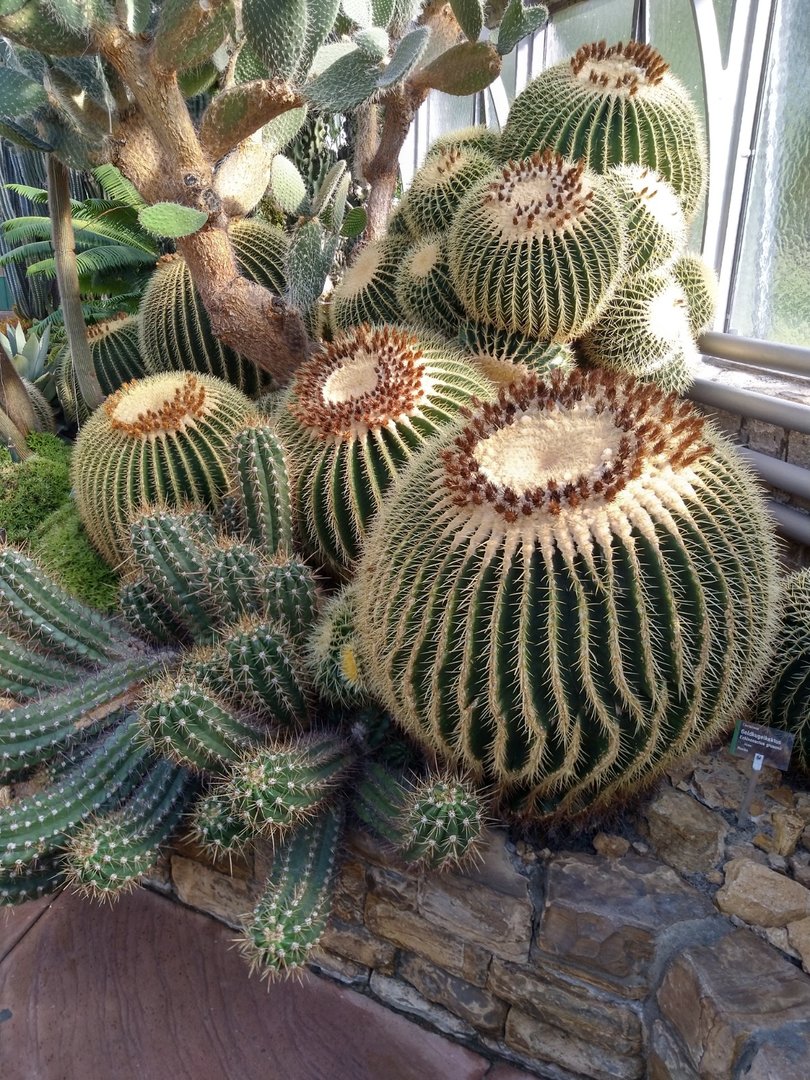 Winter garden - Cacti garden