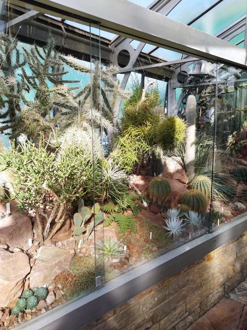 Winter garden - Cacti garden
