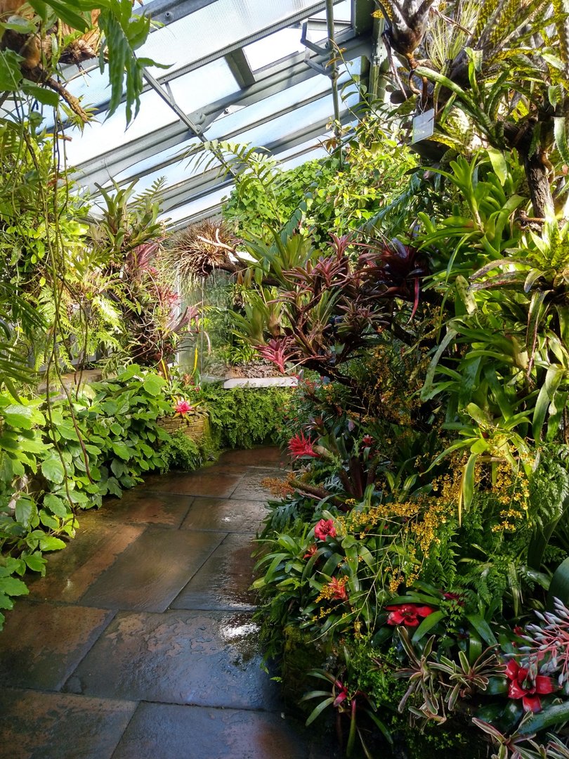 Winter garden - Epiphytes garden