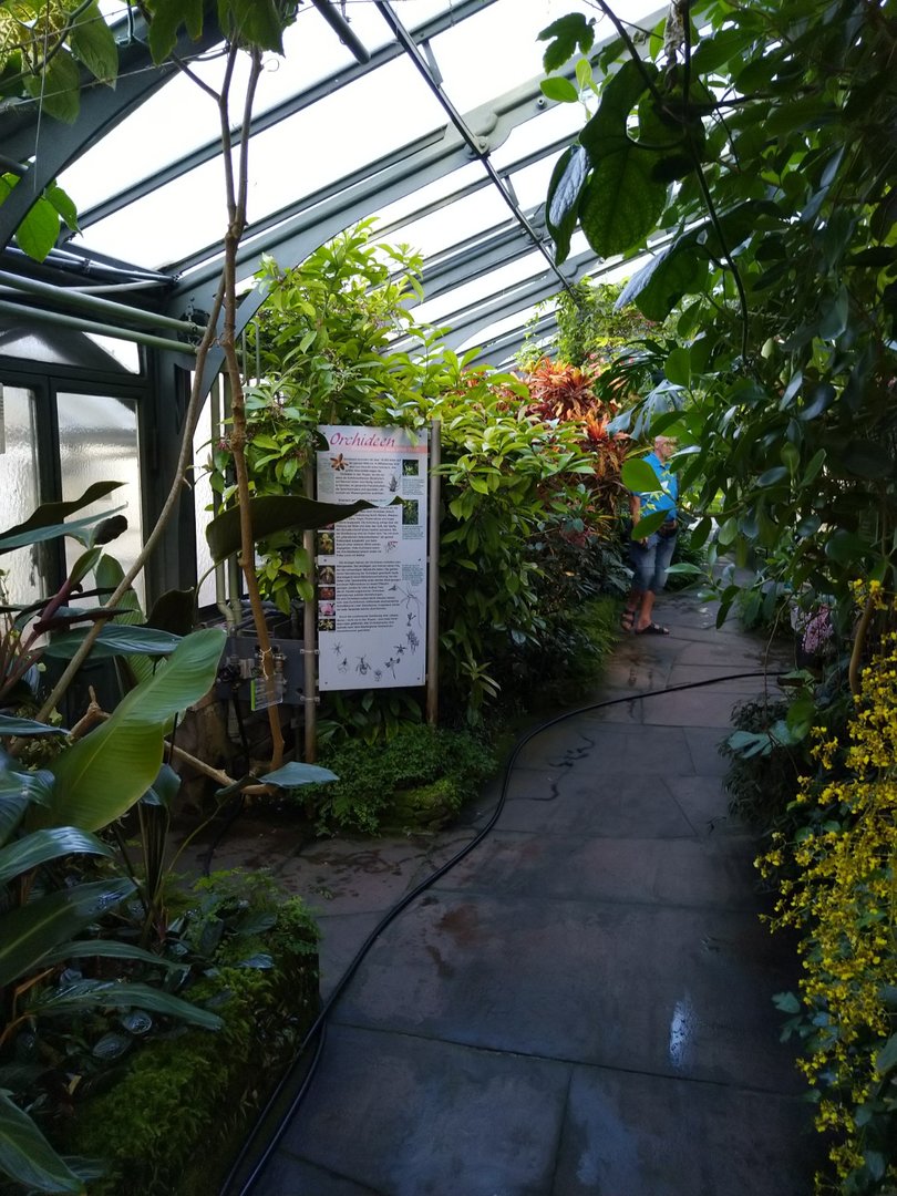 Winter garden - Orchids garden