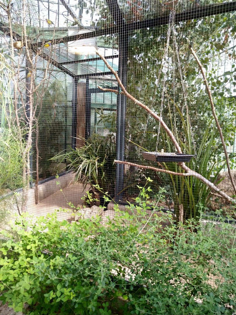 Winter gardens - Estrildid aviary