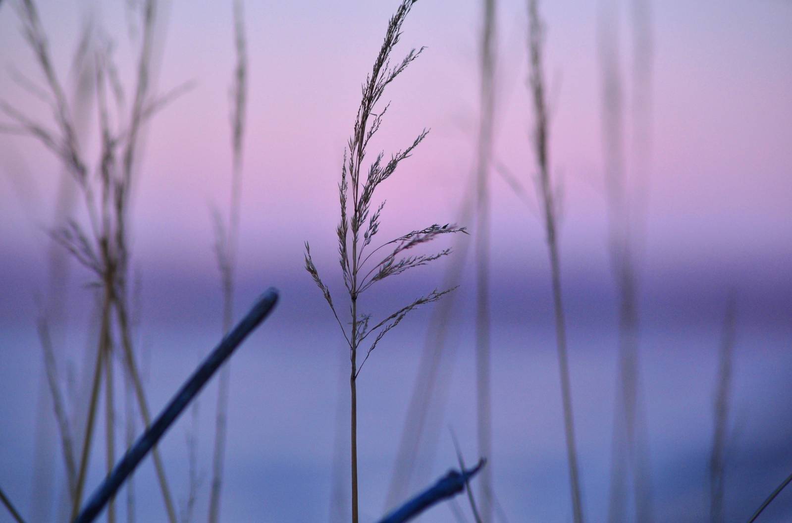 Winter Grass - Alaska