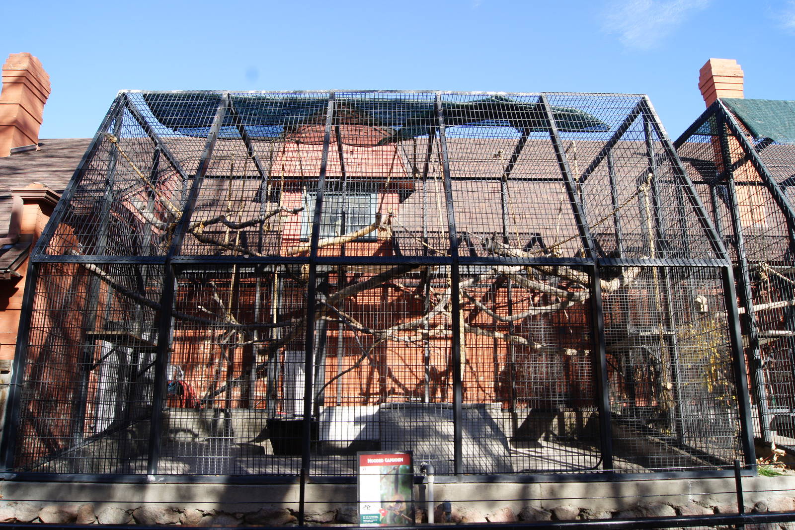 Winter Home For Capuchin