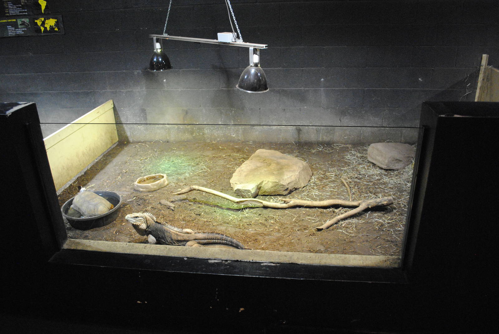 Winter Housing for Cuban Rock Iguana (Cyclura nubila) and Yellow-footed Tor