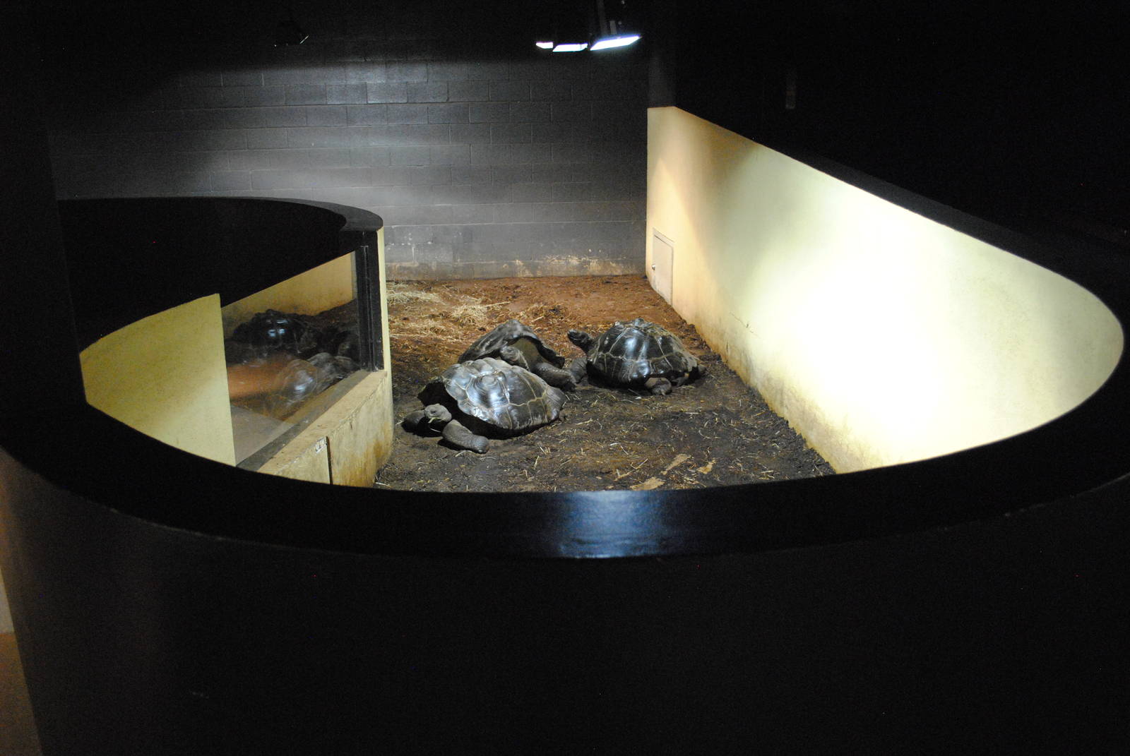 Winter Housing for Galapagos Tortoises in the Main Exhibit Gallery