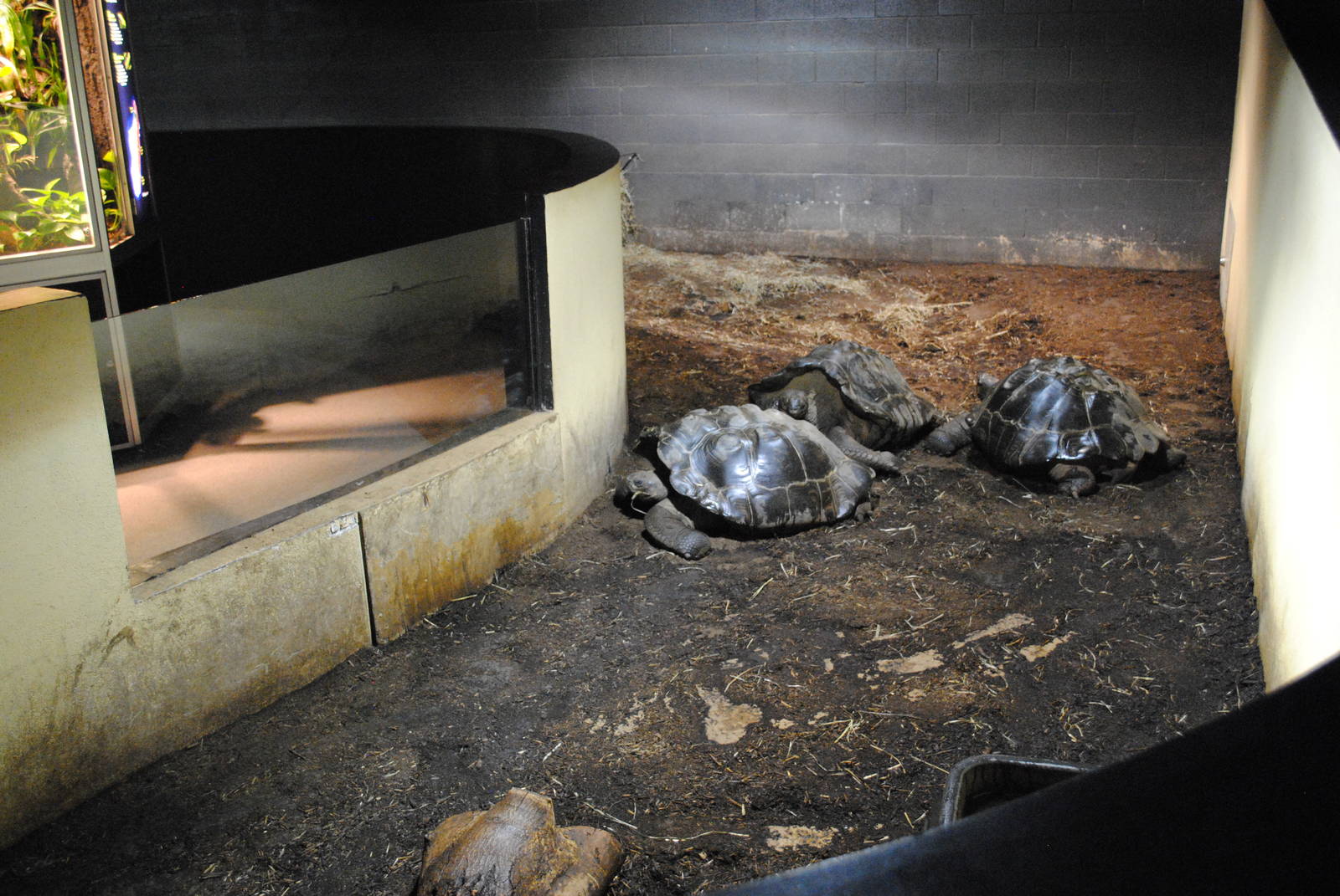 Winter Housing for Galapagos Tortoises in the Main Exhibit Gallery