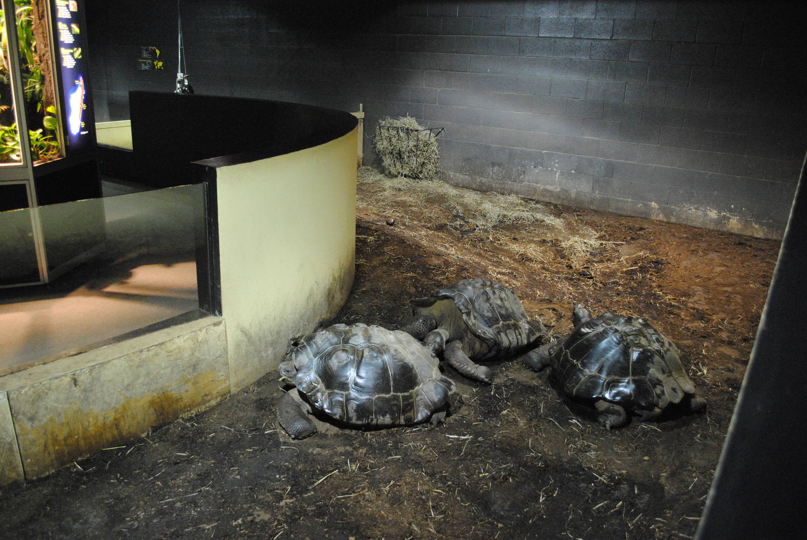 Winter Housing for Galapagos Tortoises in the Main Exhibit Gallery