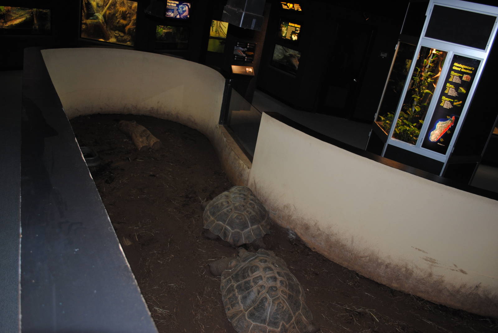 Winter Housing for Galapagos Tortoises in the Main Exhibit Gallery