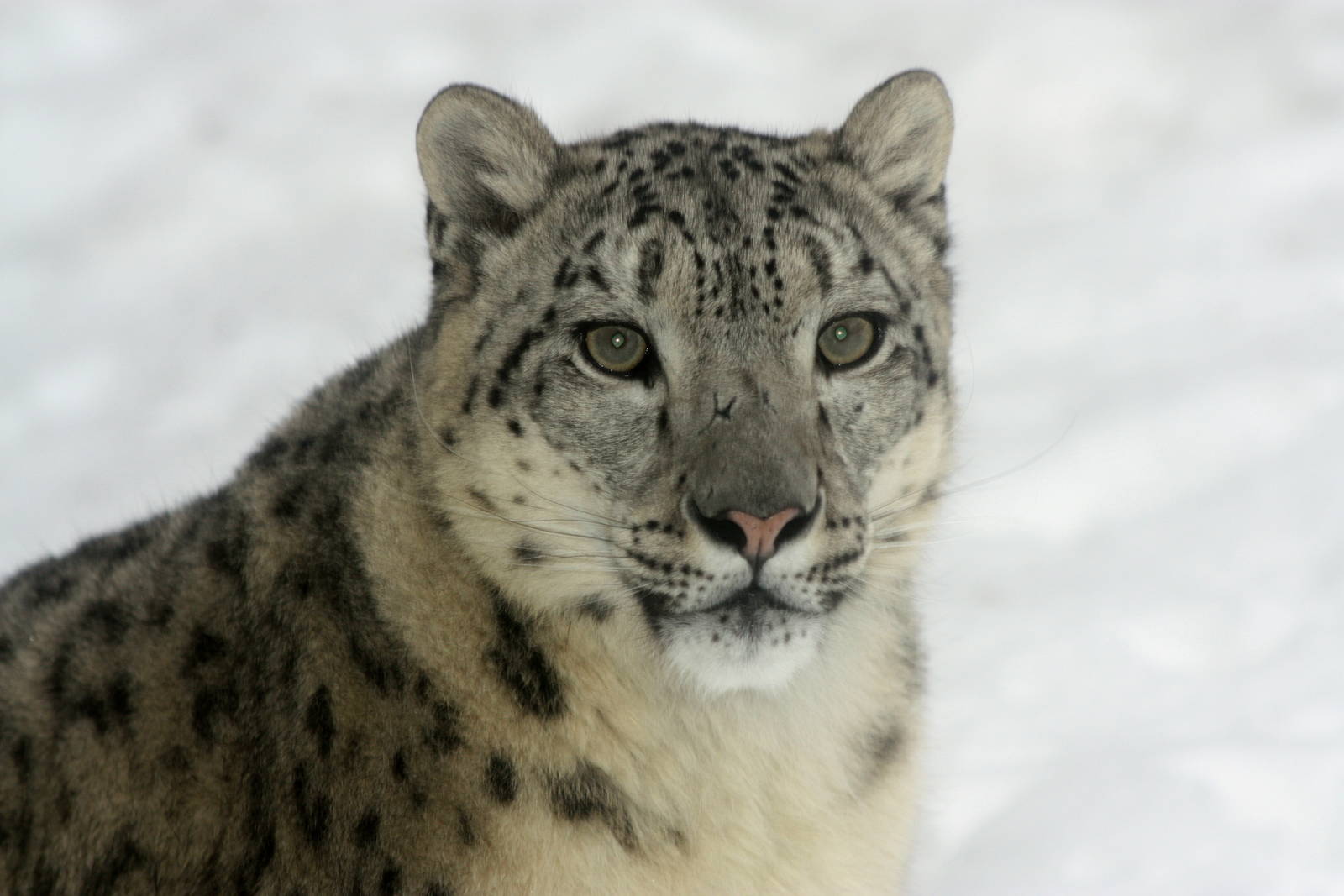 Winter in the park 16/2 2013