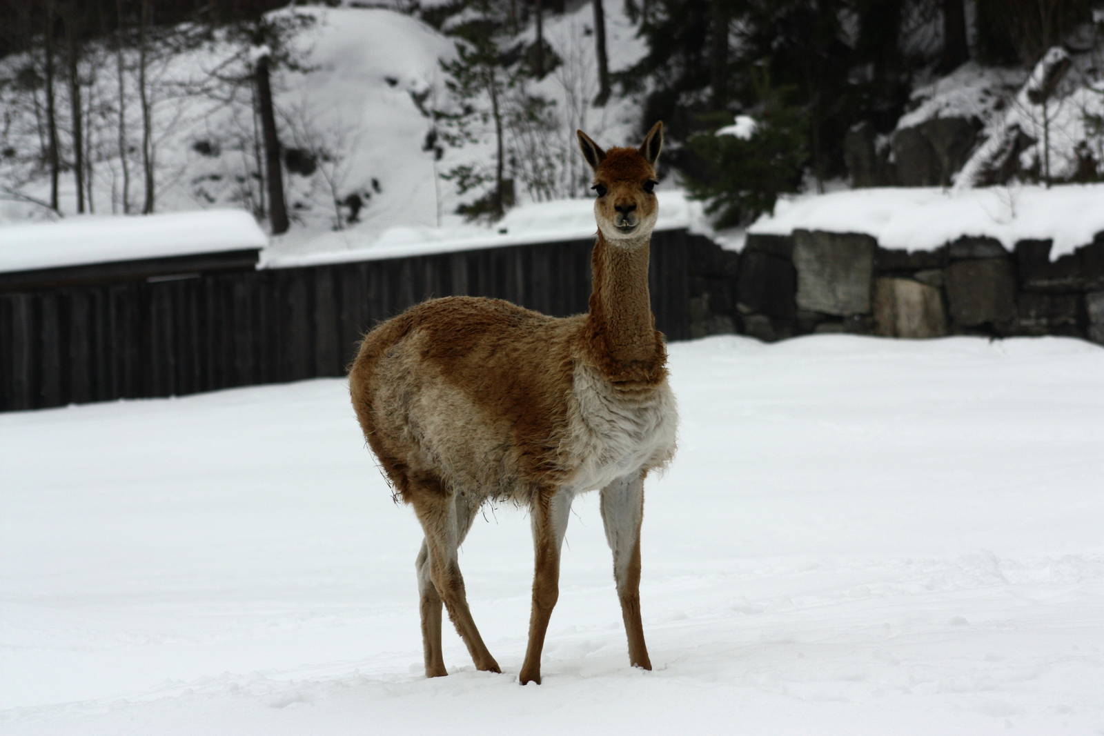 Winter in the park 16/2 2013