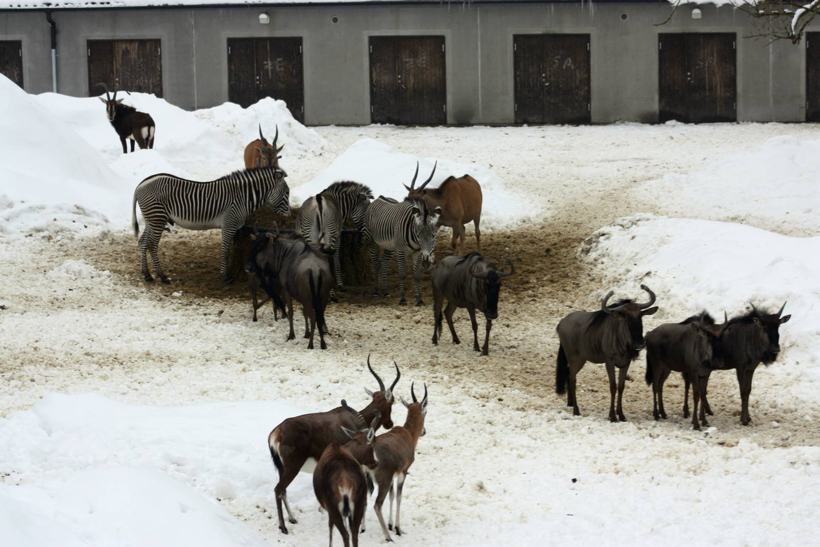 Winter in the park 16/2 2013