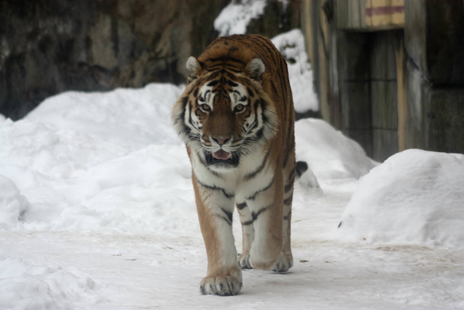 Winter in the park 16/2 2013