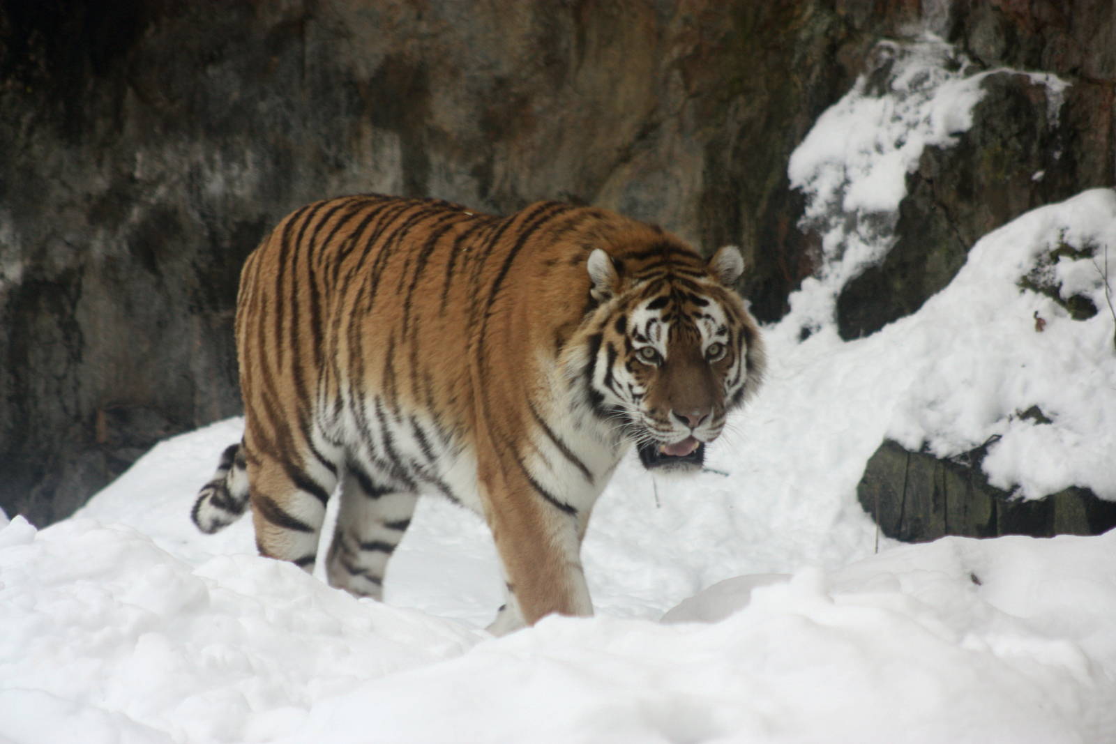 Winter in the park 16/2 2013