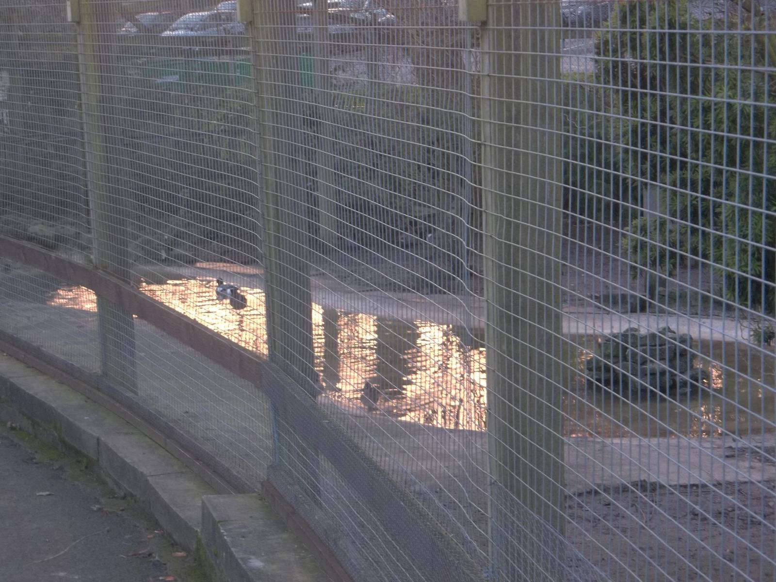 Winter reflections in the Walk-through Aviary, 10th January 2015
