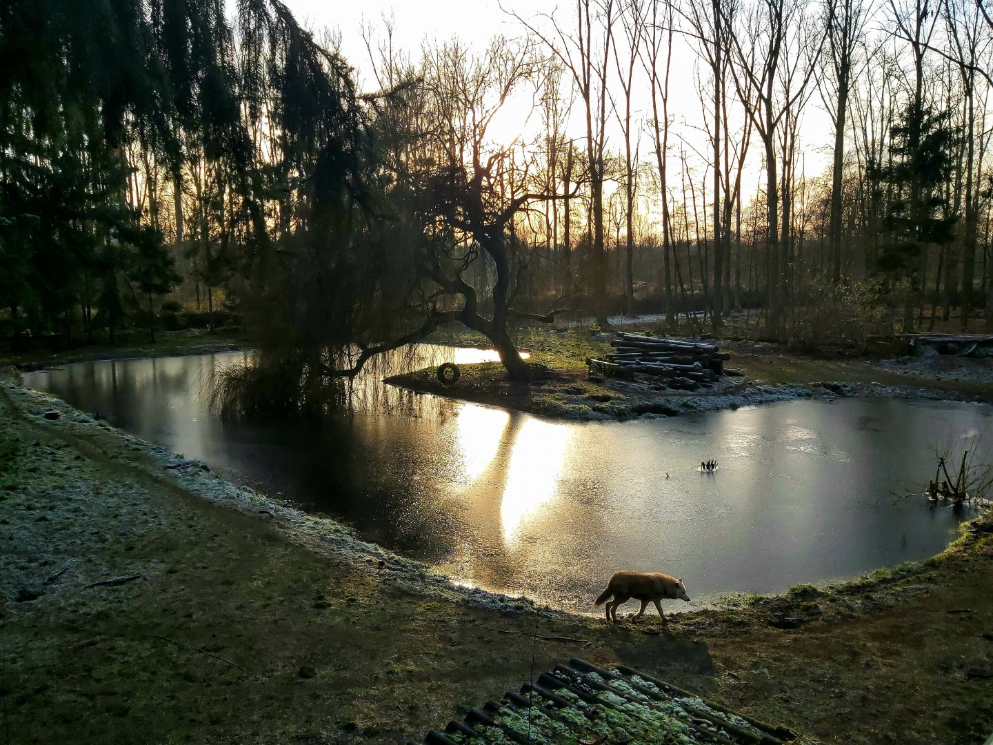 Winter view: Hudson Bay wolf enclosure
