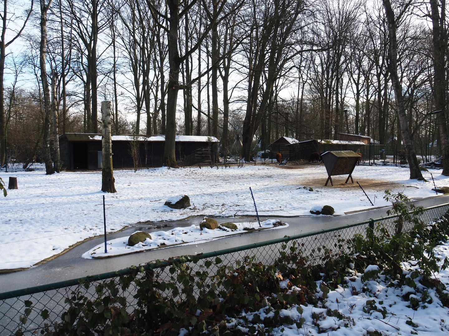 Winter view in Planckendael - Alpaca paddock, 2021-02-14