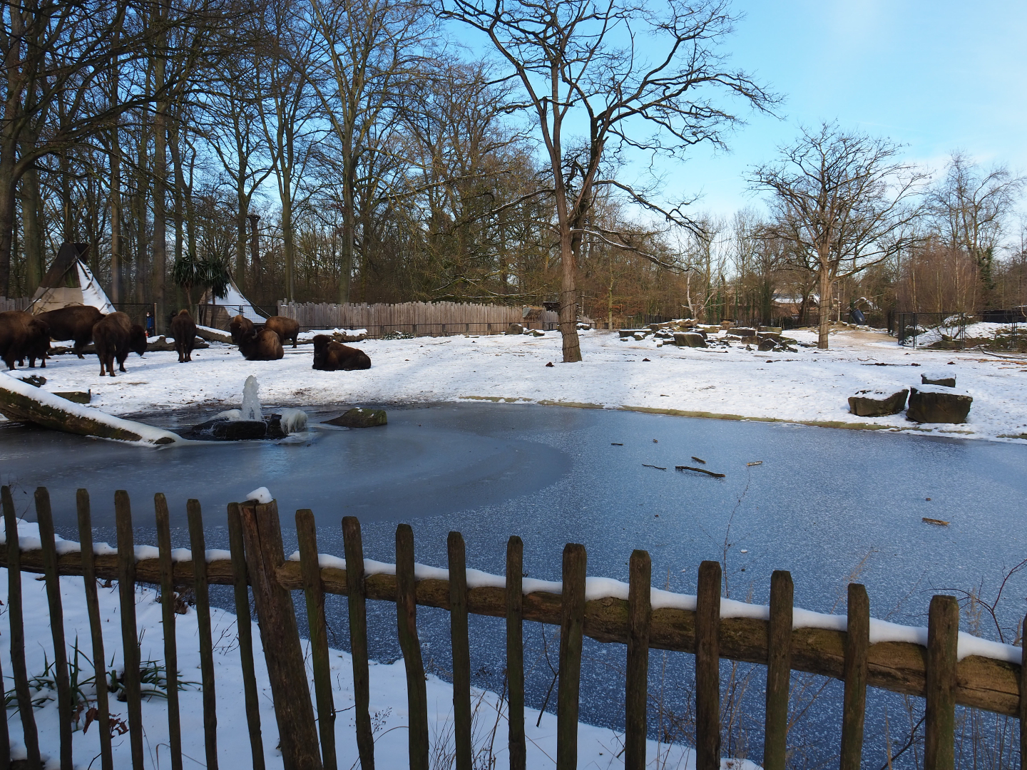 Winter view in Planckendael - American Plains bison and Rocky Mountain wapiti prairie exhibit, 2021-02-14