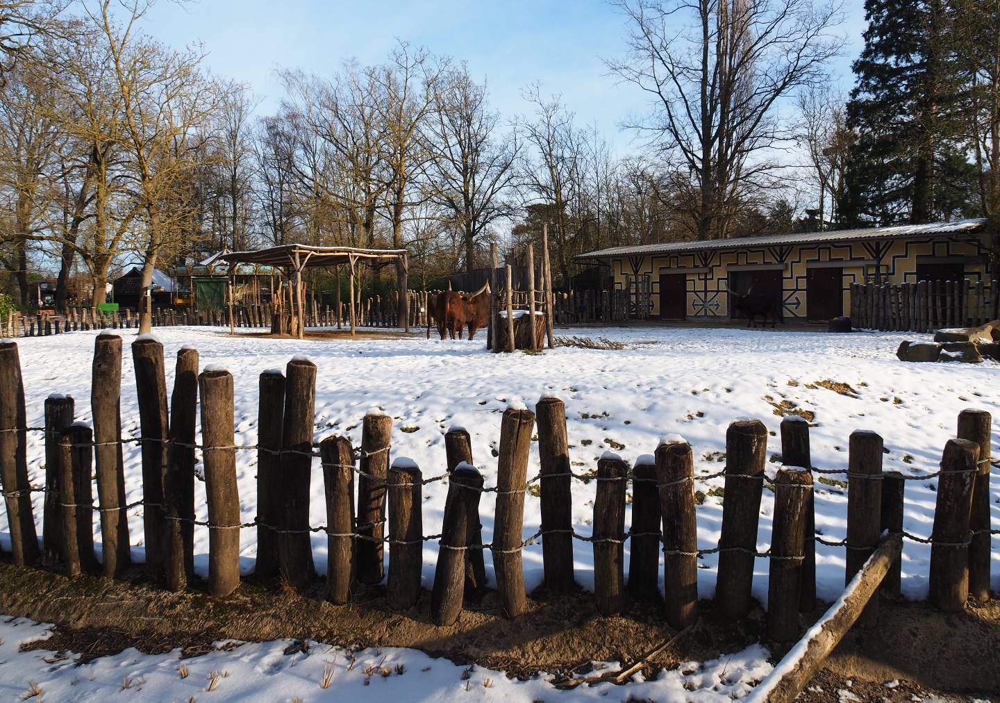 Winter view in Planckendael - Ankole-Watusi cattle and Somali black-headed sheep paddock, 2021-02-14