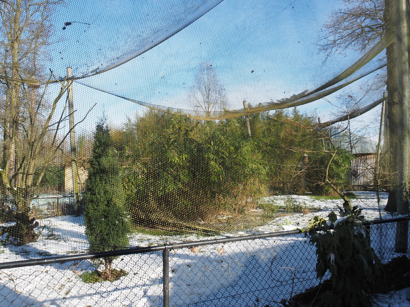 Winter view in Planckendael - Asian mixed aviary, 2021-02-14