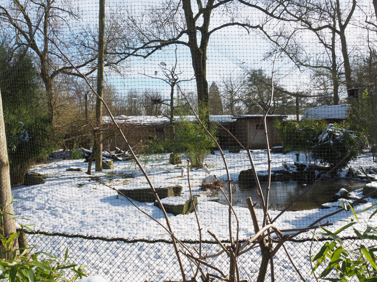 Winter view in Planckendael - Black-headed ibis, Blue eared pheasant, Green peafowl and Nicobar pigeon aviary, 2021-02-14