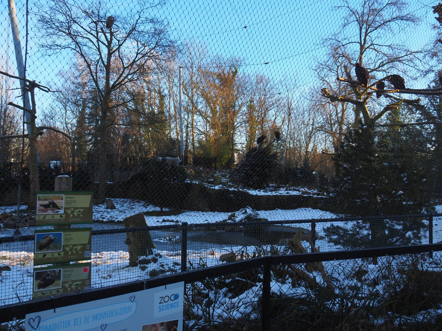 Winter view in Planckendael - Cinereous and griffon vulture, Red-billed chough and Short-eared owl aviary, 2021-02-14