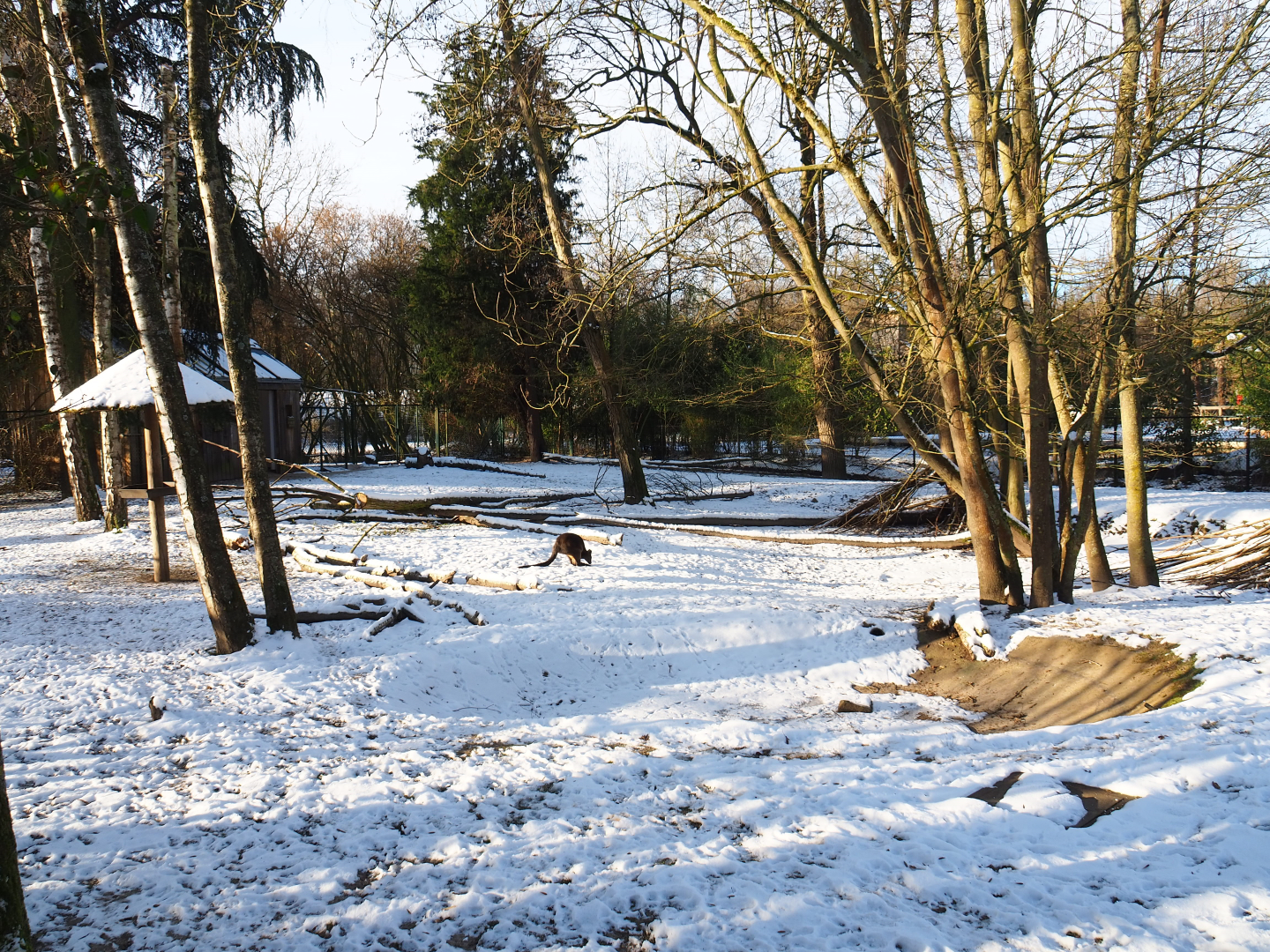 Winter view in Planckendael - Emu and Swamp wallaby paddock, 2021-02-14