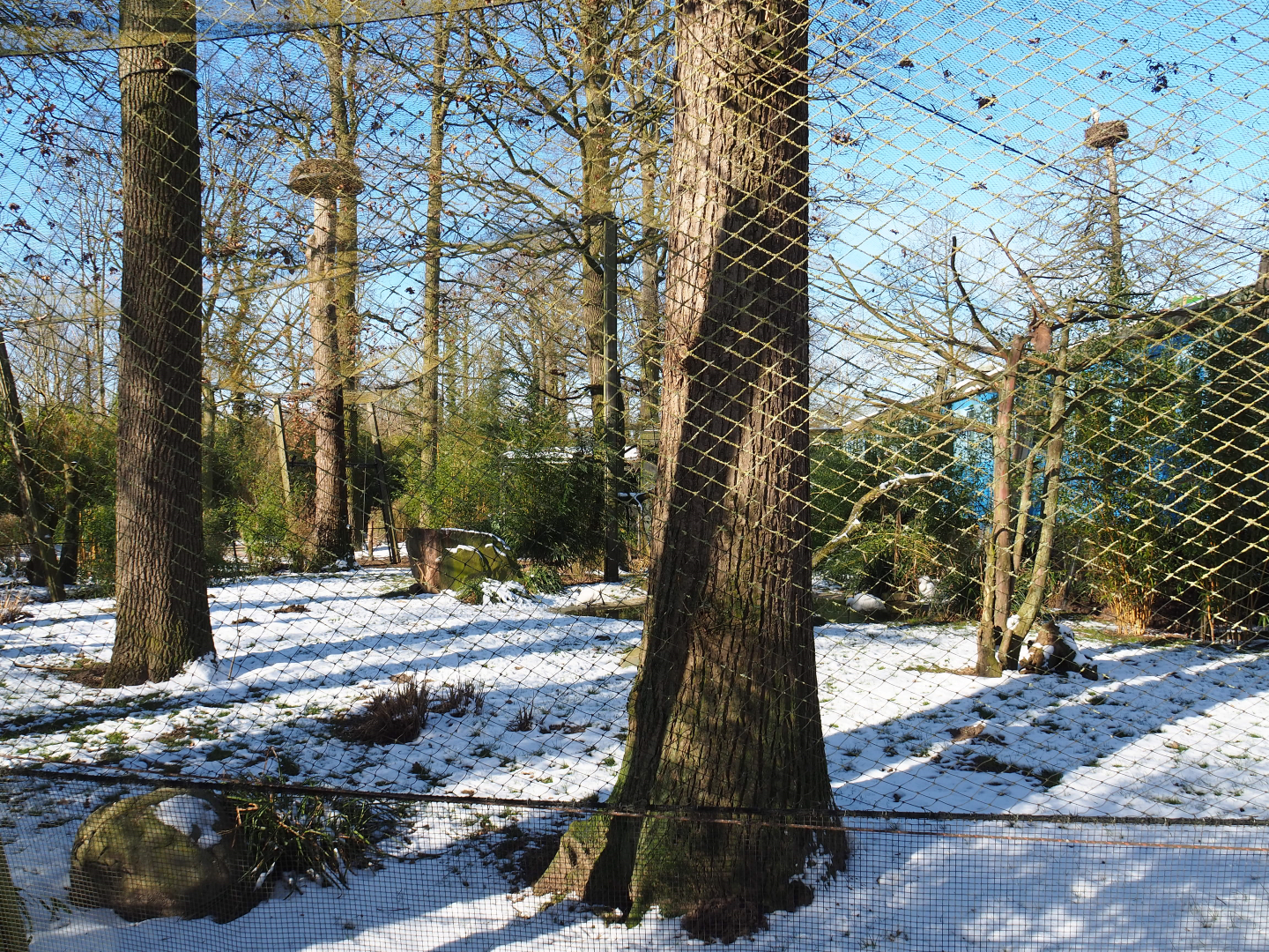 Winter view in Planckendael - Eurasian spoonbill, Brown eared pheasant, Little egret and Red-billed blue magpie aviary, 2021-02-14