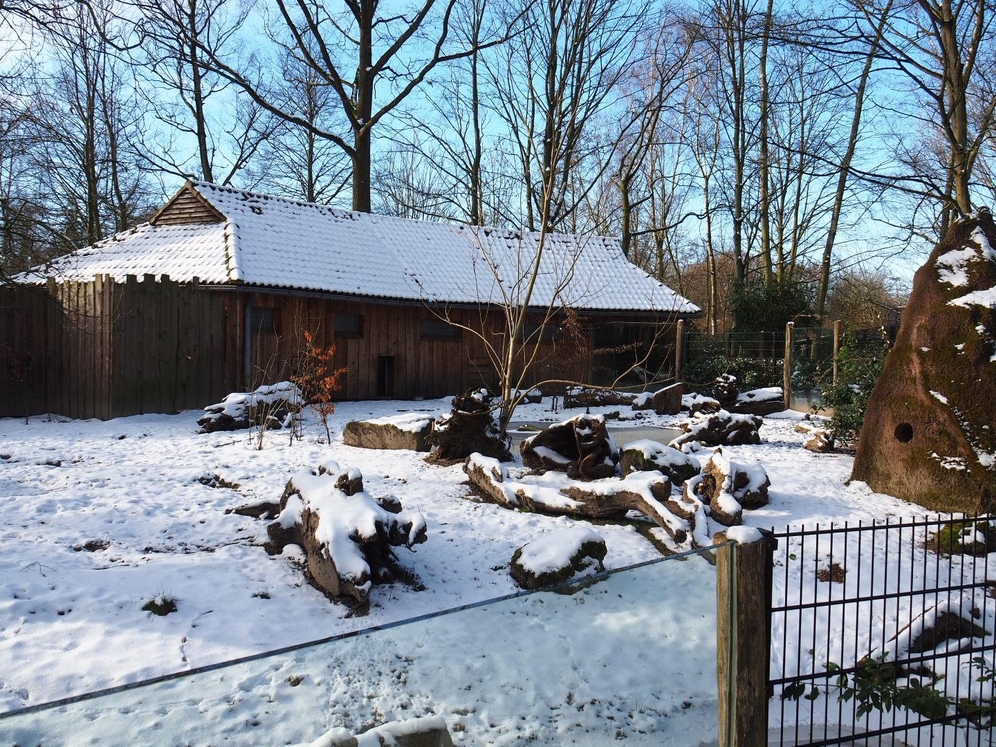 Winter view in Planckendael - Giant anteater and Black-rumped agouti exhibit, 2021-02-14