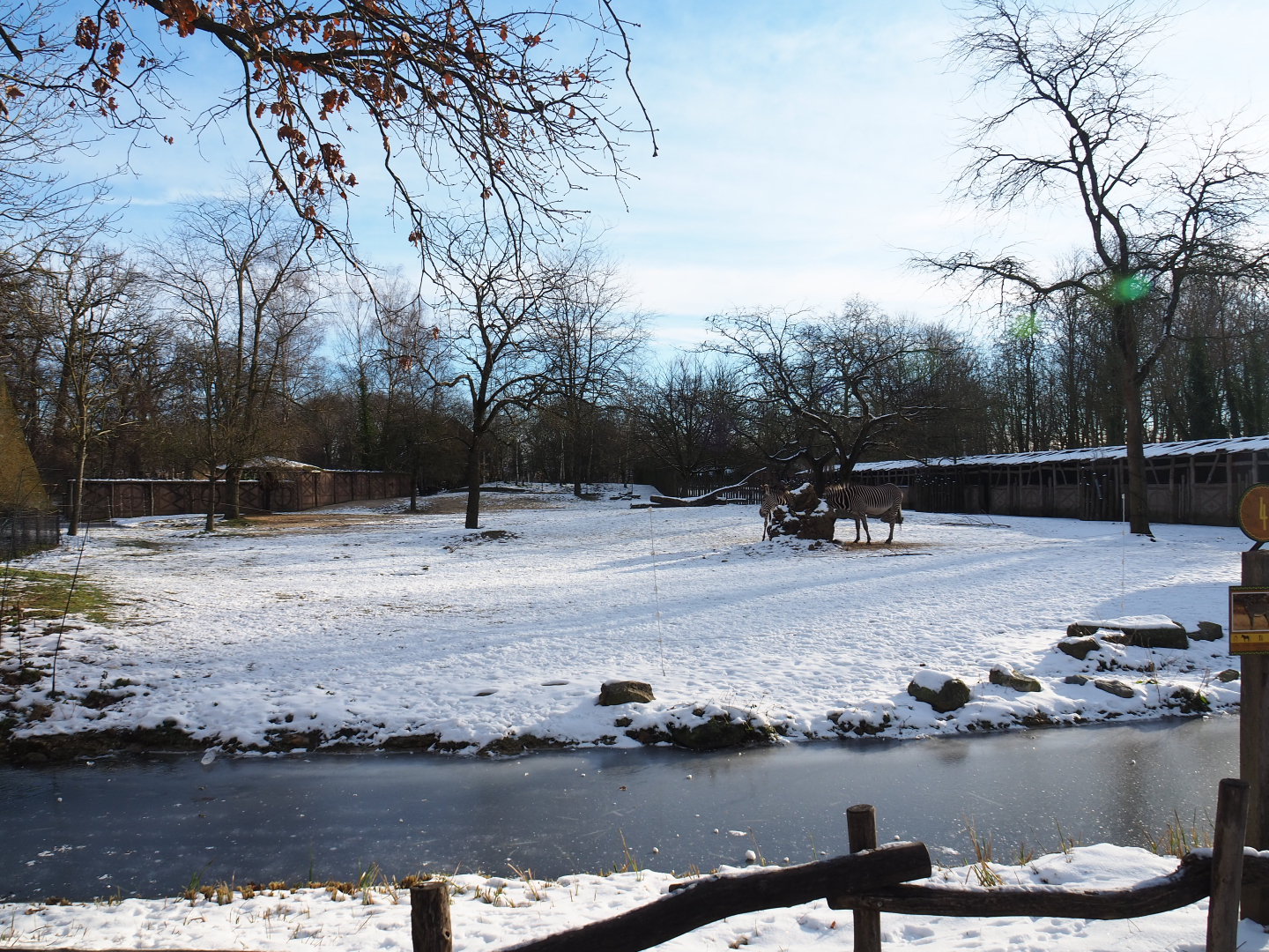 Winter view in Planckendael - Grévy's zebra paddock, 2021-02-14