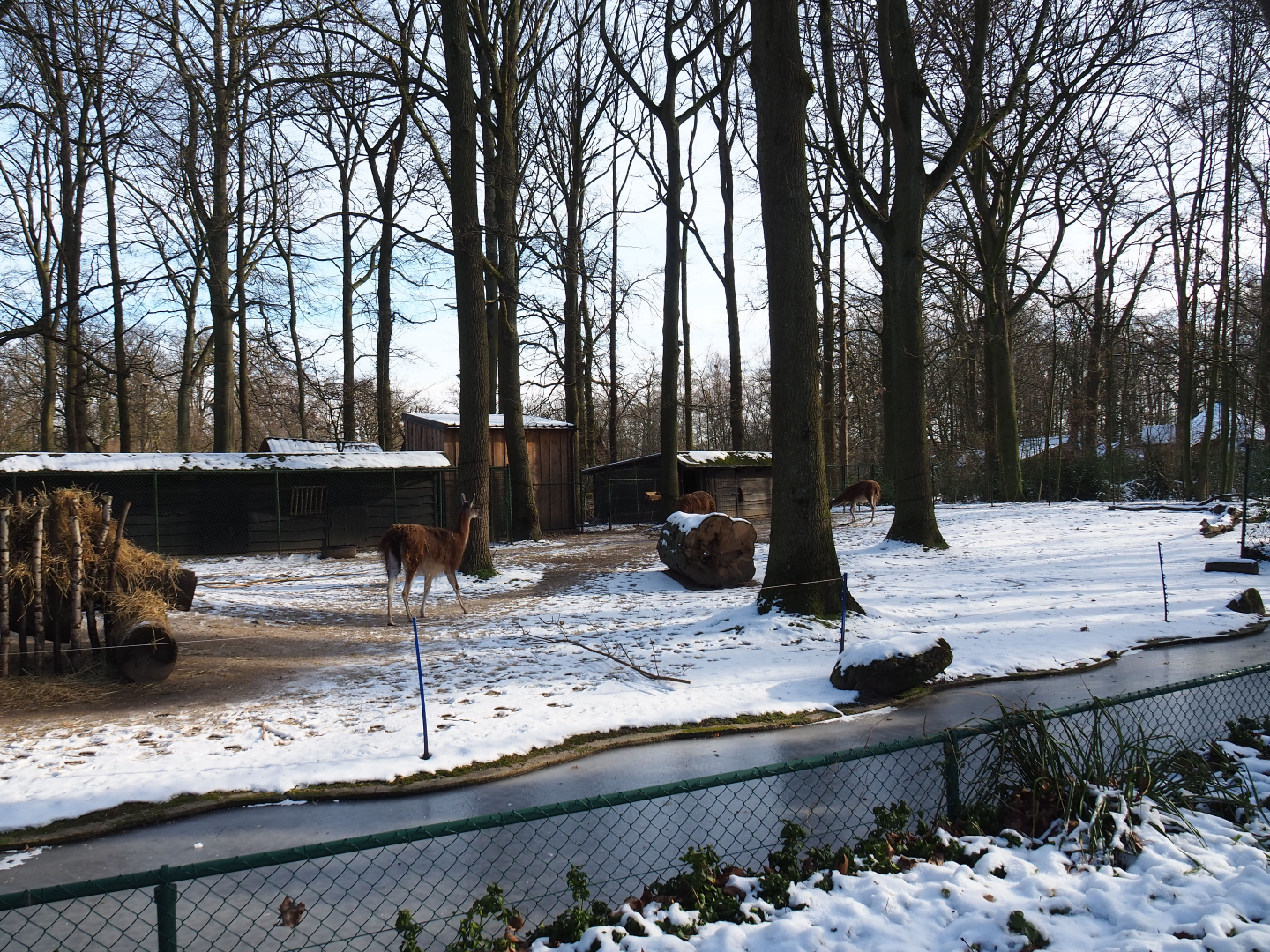 Winter view in Planckendael - Guanaco paddock, 2021-02-14