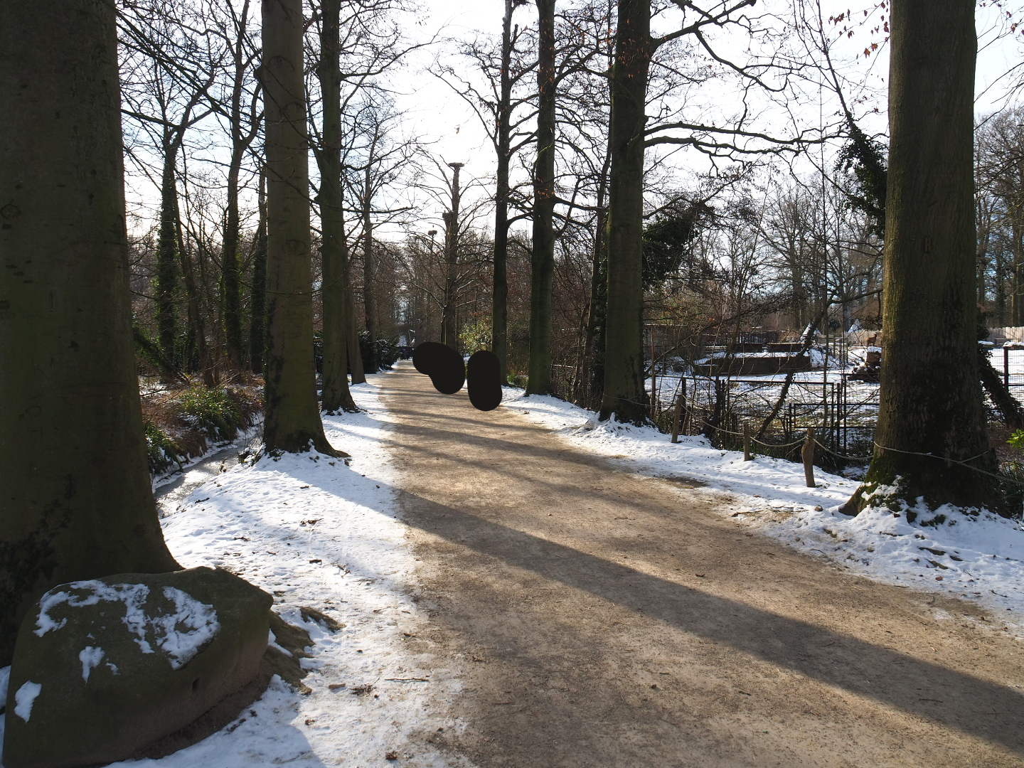 Winter view in Planckendael - Main walkway lined with old beeches, 2021-02-14
