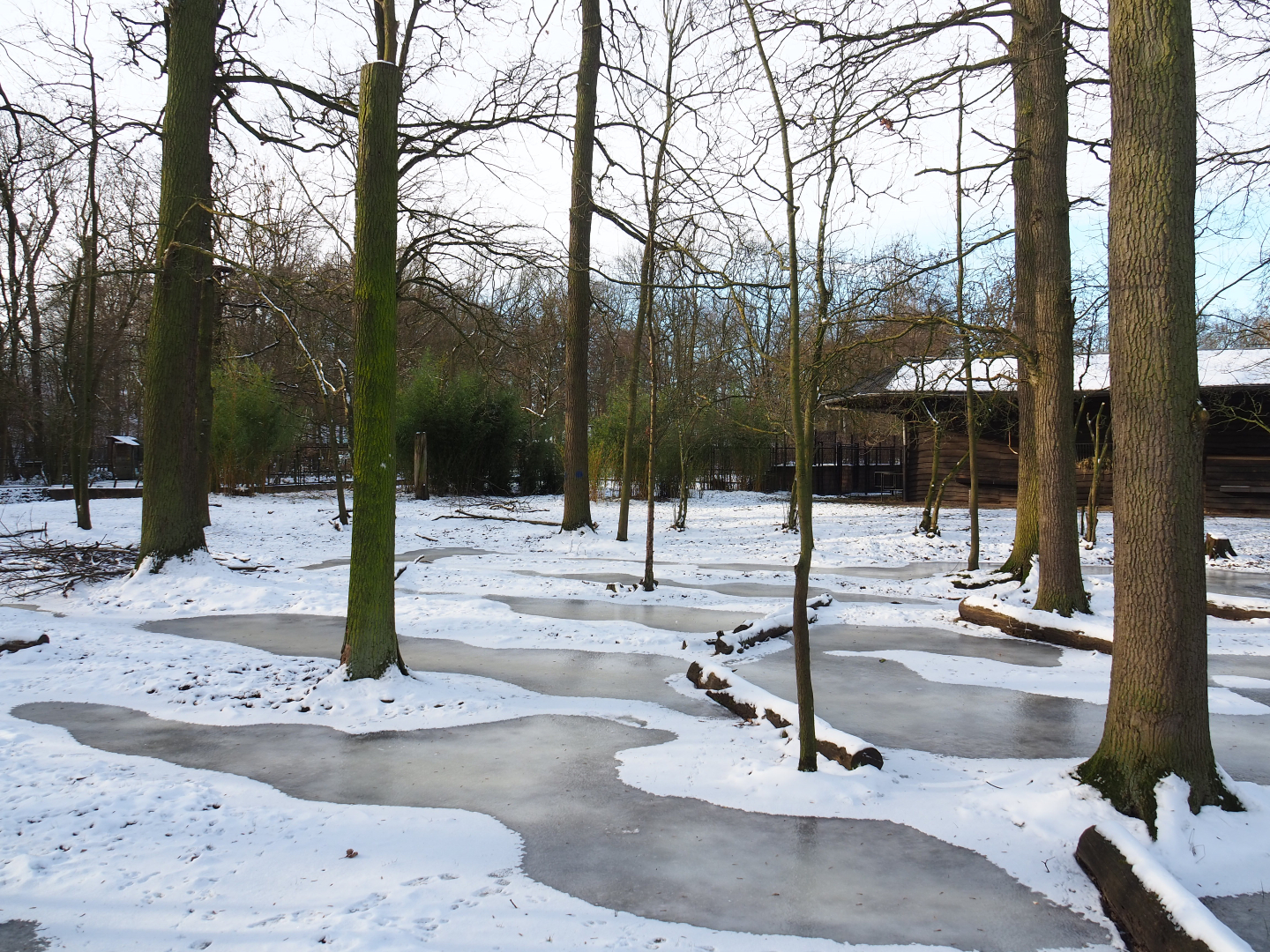 Winter view in Planckendael - Mountain bongo and Kirk's dik-dik paddock, 2021-02-14