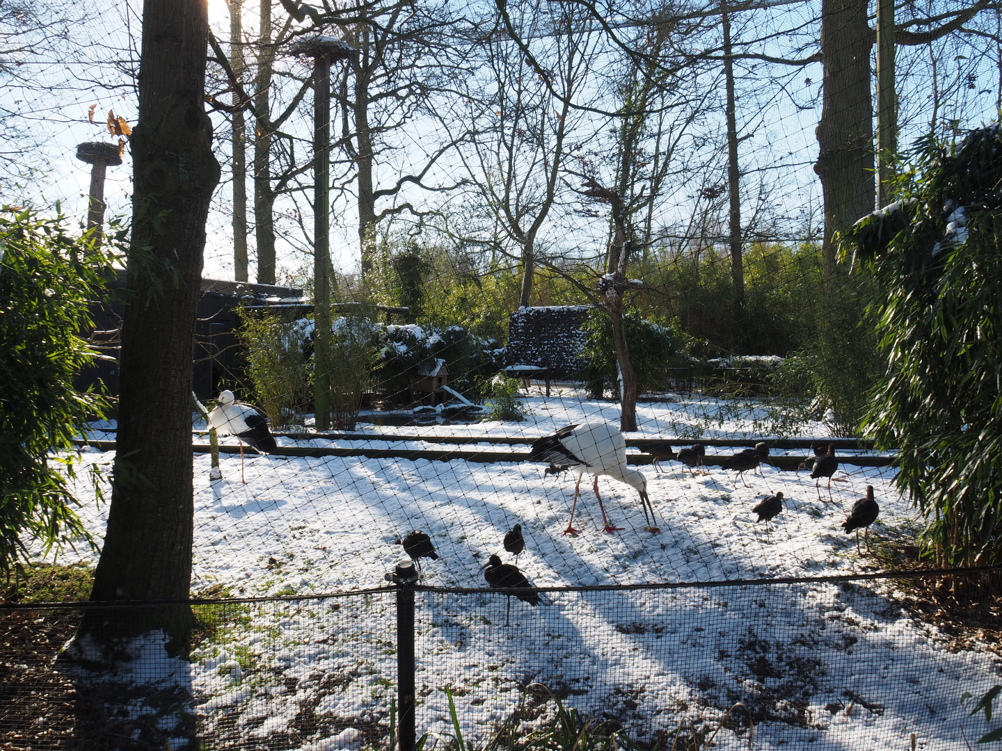 Winter view in Planckendael - Oriental white stork, Glossy ibis, White-winged wood duck and pheasant aviary, 2021-02-14