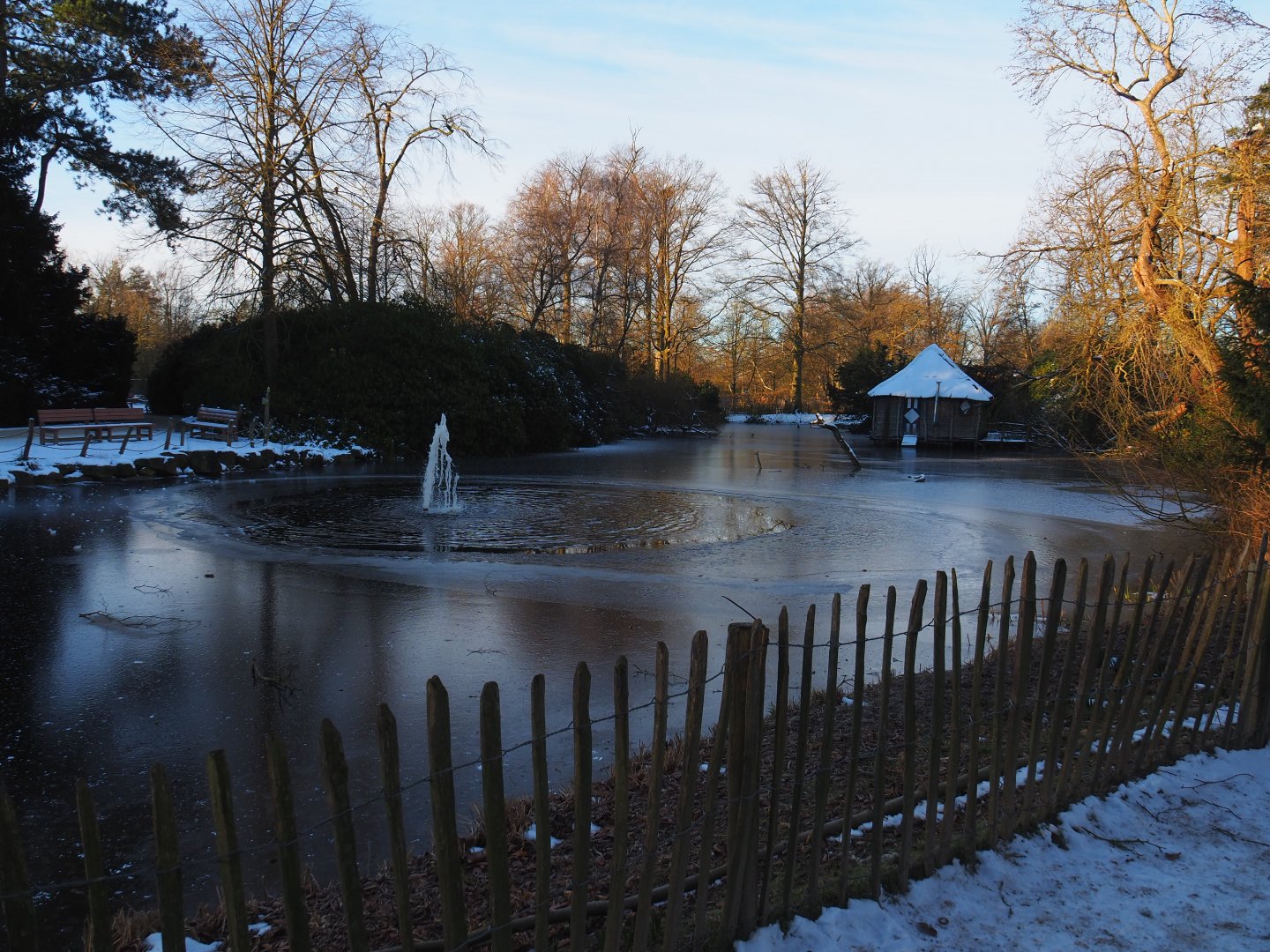 Winter view in Planckendael - Partially frozen Dalmatian pelican pond seen from near vulture aviary, 2021-02-14