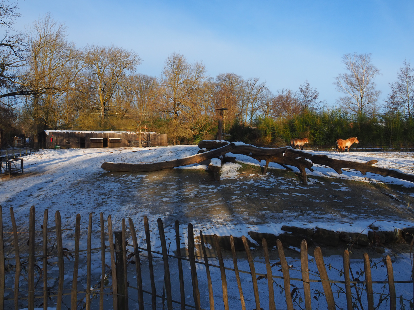 Winter view in Planckendael - Przewalski's horse paddock, 2021-02-14