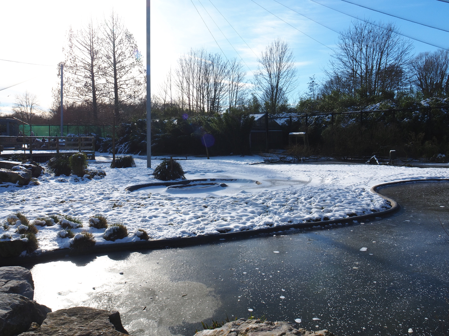 Winter view in Planckendael - South American aviary, Chilean flamingo area, 2021-02-14