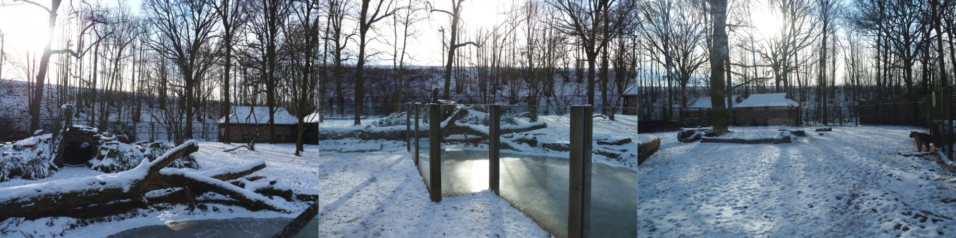 Winter view in Planckendael - Spotted hyena exhibits, 2021-02-14