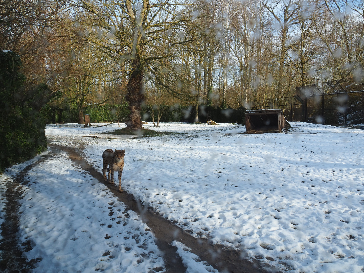 Winter view in Planckendael - Sudan cheetah exhibit, 2021-02-14