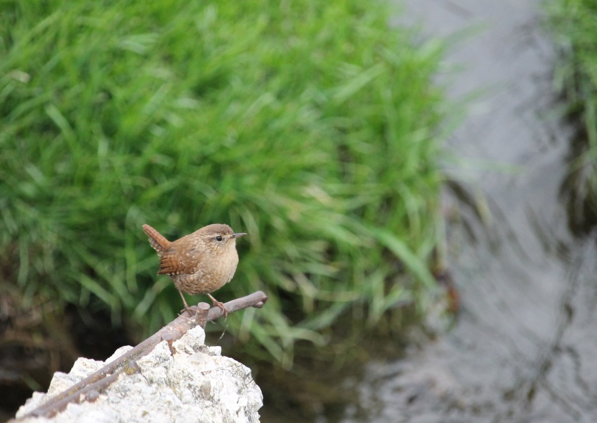 Winter Wren (Troglodytes hiemalis)