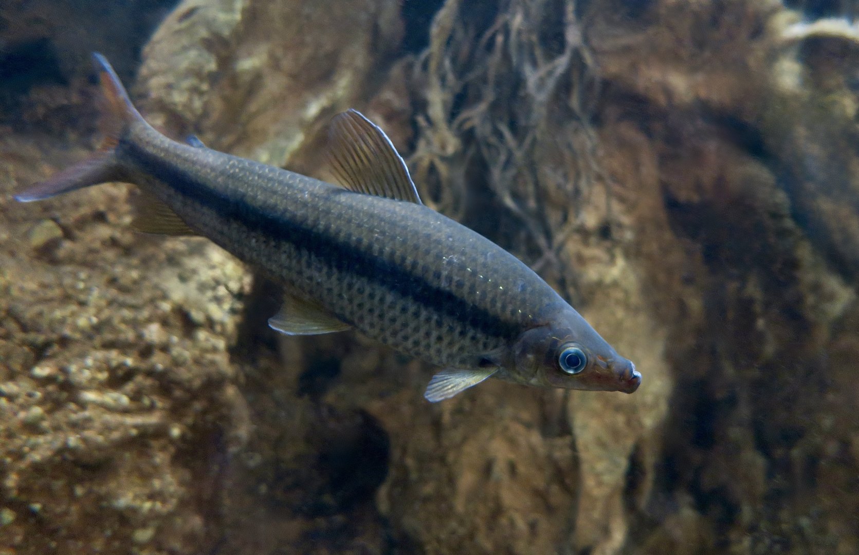 Winterbottom's Headstander (Pseudanos winterbottomi)