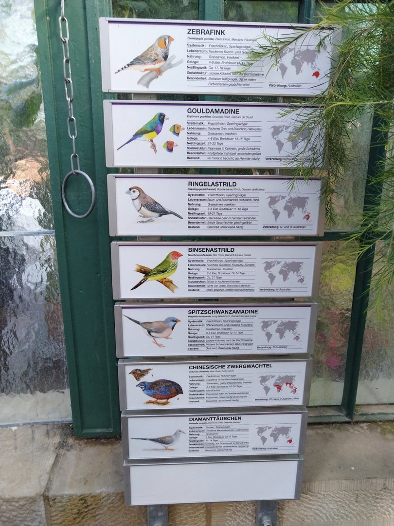 Wintergarten - Estrildid finches aviary