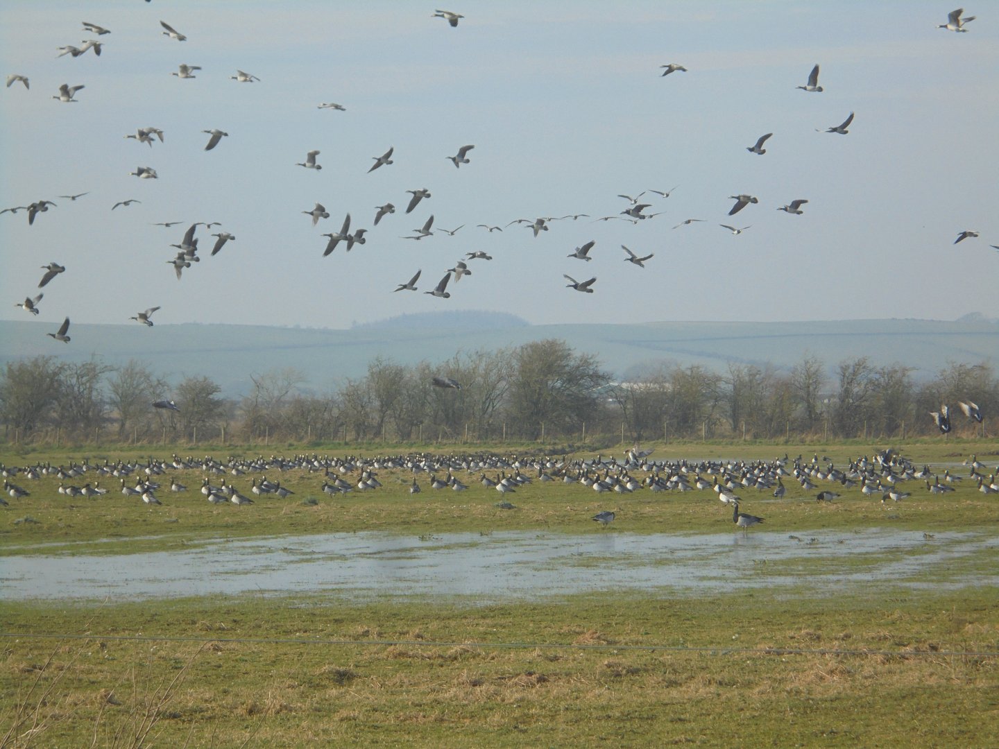 Wintering Barnacle Geese at WWT Caerlaverock.