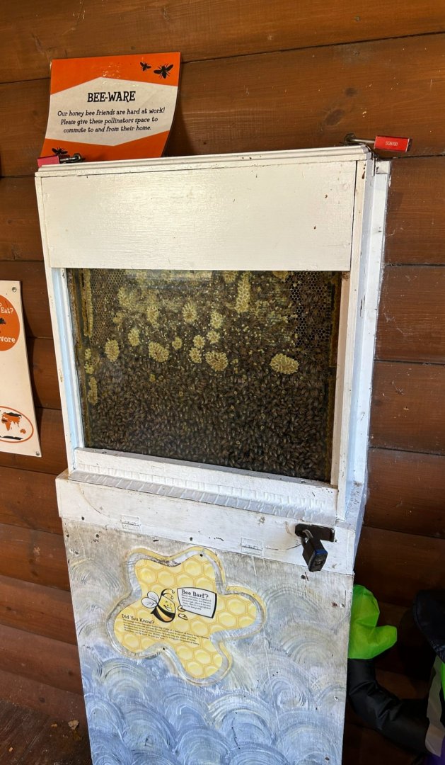 Wintering Western Honeybees - full house! (10/19/24)